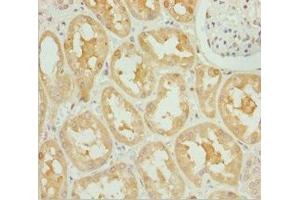 Immunohistochemistry of paraffin-embedded human kidney tissue using ABIN7162247 at dilution of 1:100