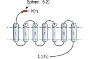 anti-Lysophosphatidic Acid Receptor 2 (LPAR2) (AA 16-29), (Extracellular), (N-Term) antibody
