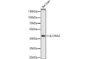 Western blot analysis of extracts of Rat liver, using IL13R antibody (ABIN7267987) at 1:1000 dilution. (IL13RA2 antibody)