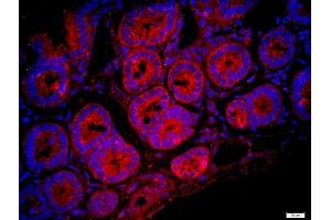 Paraformaldehyde-fixed, paraffin embedded mouse intestine, Antigen retrieval by boiling in sodium citrate buffer (pH6) for 15min, Block endogenous peroxidase by 3% hydrogen peroxide for 20 minutes, Blocking buffer (normal goat serum) at 37°C for 30min, Antibody incubation with FAM134C Polyclonal Antibody, Unconjugated  at 1:400 overnight at 4°C, followed by a conjugated secondary -Cy3) for 90 minutes and DAPI staining of the nuclei. (FAM134C antibody  (AA 76-180))