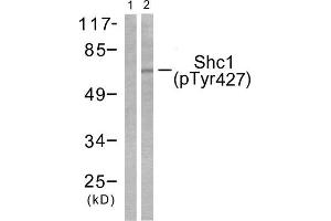 Western Blotting (WB) image for anti-SHC (Src Homology 2 Domain Containing) Transforming Protein 1 (SHC1) (pTyr427) antibody (ABIN1847216) (SHC1 antibody  (pTyr427))