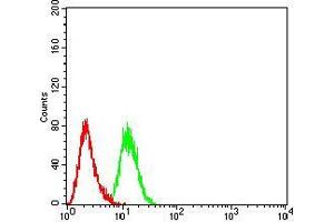 Flow cytometric analysis of Hela cells using CDH11 mouse mAb (green) and negative control (red). (OB Cadherin antibody  (AA 468-617))