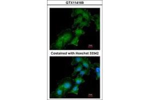 Image no. 3 for anti-ATPase, H+ Transporting, Lysosomal Accessory Protein 2 (ATP6AP2) (AA 146-320) antibody (ABIN467627) (ATP6AP2 antibody  (AA 146-320))
