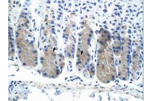 Image no. 1 for anti-E74-Like Factor 3 (Ets Domain Transcription Factor, Epithelial-Specific) (ELF3) (N-Term) antibody (ABIN6736320) (ELF3 antibody  (N-Term))