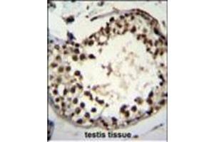 Immunohistochemistry analysis in formalin fixed and paraffin embedded human testis tissue using ASXL1 Antibody followed by peroxidase conjugation of the secondary antibody and DAB staining. (ASXL1 antibody  (AA 521-549))