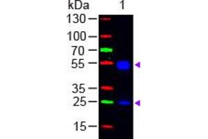 Image no. 1 for Goat anti-Rat IgG (Whole Molecule) antibody (FITC) (ABIN301460) (Goat anti-Rat IgG (Whole Molecule) Antibody (FITC))