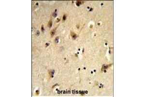 Formalin-fixed and paraffin-embedded human brain tissue reacted with HIST1H2AH Antibody (N-term), which was peroxidase-conjugated to the secondary antibody, followed by DAB staining. (HIST1H2AH antibody  (N-Term))