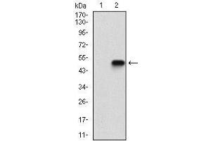 Western blot analysis using CASP-7 mAb against HEK293 (1) and CASP-7 (AA: 29-198)-hIgGFc transfected HEK293 (2) cell lysate. (Caspase 7 antibody  (AA 29-198))