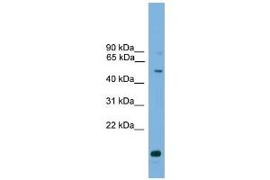 WB Suggested Anti-ATG4C Antibody Titration: 0. (ATG4C antibody  (Middle Region))