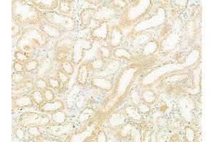 ABIN6262951 and ABIN6273261 at 1/100 staining human normal kidney tissue by IHC-P.