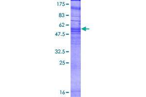 Image no. 1 for Oxoglutarate (Alpha-Ketoglutarate) Receptor 1 (OXGR1) (AA 1-337) protein (GST tag) (ABIN1313790) (OXGR1 Protein (AA 1-337) (GST tag))