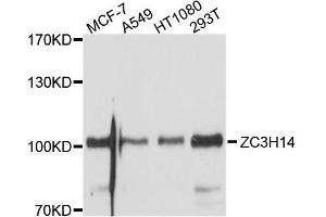 Western blot analysis of extracts of various cell lines, using ZC3H14 antibody. (ZC3H14 antibody  (AA 1-306))