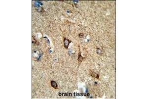 Formalin-fixed and paraffin-embedded human brain tissue reacted with COX5A Antibody (Center), which was peroxidase-conjugated to the secondary antibody, followed by DAB staining. (COX5A antibody  (AA 46-73))