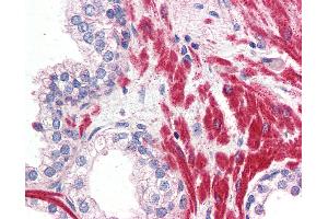 Anti-OR51E1 antibody IHC of human prostate. (OR51E1 antibody  (Internal Region))