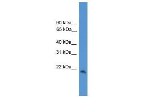 CBLN1 antibody used at 0.