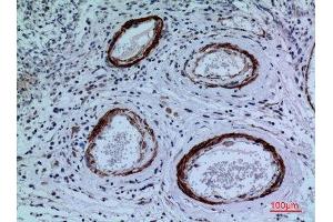 Immunohistochemistry (IHC) analysis of paraffin-embedded Human Brain, antibody was diluted at 1:100. (CYP11A1 antibody  (C-Term))