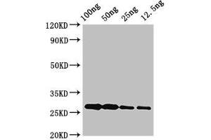 Western Blot Positive WB detected in Recombinant protein All lanes: albA antibody at 3. (AlbA (AA 1-93) antibody)