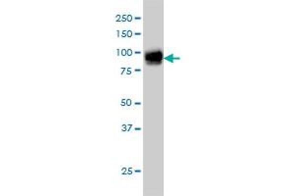 Fibulin 1 antibody  (AA 151-250)