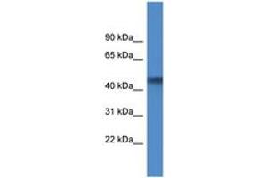 Image no. 1 for anti-1-Acylglycerol-3-Phosphate O-Acyltransferase 4 (AGPAT4) (AA 140-189) antibody (ABIN6746918) (AGPAT4 antibody  (AA 140-189))