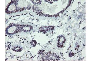 Image no. 1 for anti-U-Box Domain Containing 5 (UBOX5) (AA 1-130), (AA 419-487) antibody (ABIN1490573) (UBOX5 antibody  (AA 1-130, AA 419-487))