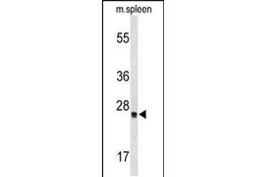 Western blot analysis of TPK1 Antibody in mouse spleen tissue lysates (35ug/lane) (TPK1 antibody  (N-Term))