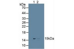 Figure. (UBD antibody  (AA 1-165))