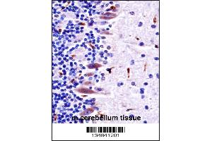 Mouse Mlk4 Antibody immunohistochemistry analysis in formalin fixed and paraffin embedded mouse cerebellum tissue followed by peroxidase conjugation of the secondary antibody and DAB staining. (MLK4 antibody  (AA 566-593))
