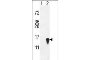 Western blot analysis of ISG15 (arrow) using rabbit polyclonal hISG15-A46 (ABIN387983 and ABIN2844984). (ISG15 antibody  (N-Term))
