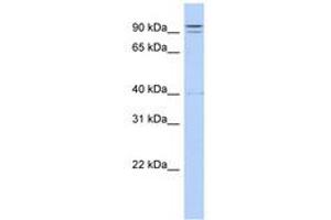Image no. 1 for anti-Tetratricopeptide Repeat Domain 14 (TTC14) (N-Term) antibody (ABIN6740709) (TTC14 antibody  (N-Term))