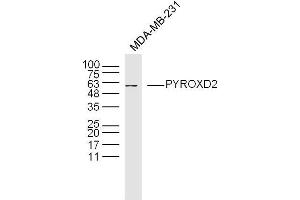 MDA-MB-231 lysates probed with PYROXD2 Polyclonal Antibody, Unconjugated  at 1:300 dilution and 4˚C overnight incubation.