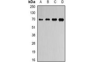 Western blot analysis of ATAD3B expression in NIH3T3 (A), mouse heart (B), mouse spleen (C), rat brain (D) whole cell lysates. (ATAD3B antibody)