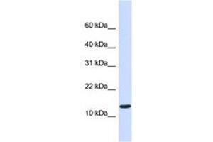 Image no. 1 for anti-Chromosome 1 Open Reading Frame 95 (C1ORF95) (C-Term) antibody (ABIN6740873) (C1ORF95 antibody  (C-Term))