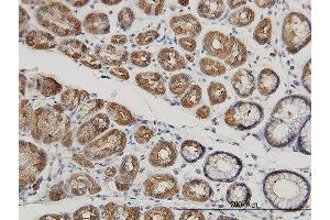 Immunoperoxidase of monoclonal antibody to MUC4 on formalin-fixed paraffin-embedded human stomach. (MUC4 antibody  (AA 79-188))