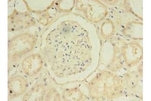Immunohistochemistry of paraffin-embedded human kidney tissue using ABIN7155229 at dilution of 1:100
