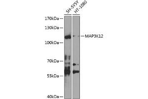 Western blot analysis of extracts of various cell lines, using MK12 antibody (ABIN6130534, ABIN6143493, ABIN6143494 and ABIN6224533) at 1:1000 dilution. (MAP3K12 antibody  (AA 1-210))