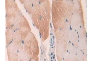Detection of LGMN in Mouse Skeletal muscle Tissue using Polyclonal Antibody to Legumain (LGMN) (LGMN antibody  (AA 18-435))
