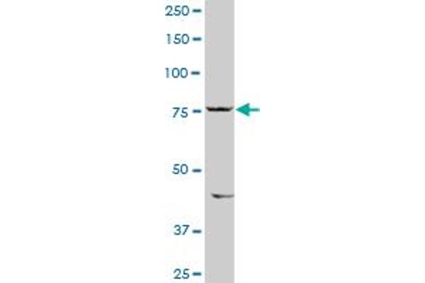 SIK1 antibody  (AA 1-783)