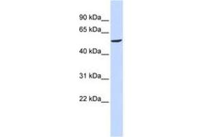 Image no. 1 for anti-gamma-aminobutyric Acid (GABA) A Receptor, beta 2 (GABRB2) (AA 108-157) antibody (ABIN6742540) (GABRB2 antibody  (AA 108-157))