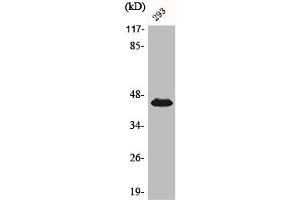 Western Blot analysis of 293 cells using Phospho-MEK-1/2 (S218/222) Polyclonal Antibody (MEK1 antibody  (pSer218, pSer222))