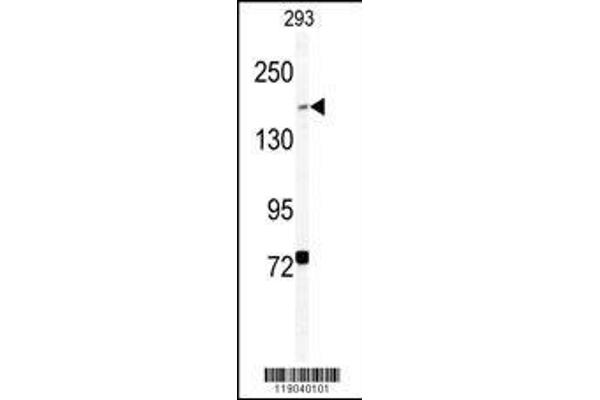 BCMO1 antibody  (AA 1107-1137)