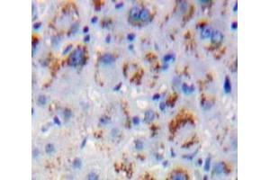 #VALUE! (MAPKSP1 antibody  (AA 1-124))