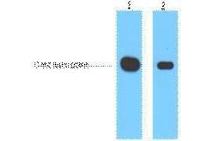 Western Blotting (WB) image for anti-Myc Tag antibody (ABIN3178555) (Myc Tag antibody)