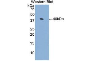 Western Blotting (WB) image for anti-Surfactant Protein A1 (SFTPA1) (AA 21-248) antibody (ABIN1860602) (Surfactant Protein A1 antibody  (AA 21-248))