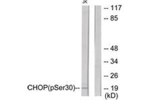 Western blot analysis of extracts from Jurkat cells treated with PMA 125ng/ml 30', using CHOP (Phospho-Ser30) Antibody. (DDIT3 antibody  (pSer30))