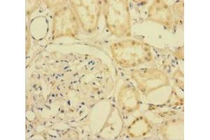 Immunohistochemistry of paraffin-embedded human kidney tissue using ABIN7167514 at dilution of 1:100 (PTPRR antibody  (AA 1-412))