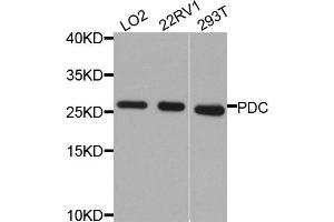 Western blot analysis of extracts of various cell lines, using PDC antibody.