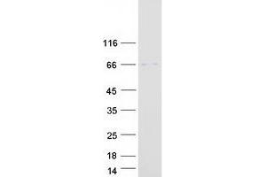 Validation with Western Blot (FCRL4 Protein (Myc-DYKDDDDK Tag))