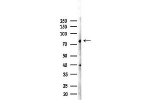 Western blot analysis of lysates from RAW264.