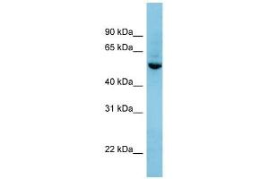 SHB antibody used at 1 ug/ml to detect target protein. (SHB antibody  (N-Term))
