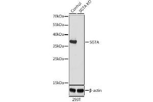 Western blot analysis of extracts from normal (control) and SGTA knockout (KO) 293T cells using SGTA Polyclonal Antibody at dilution of 1:1000. (SGTA antibody)